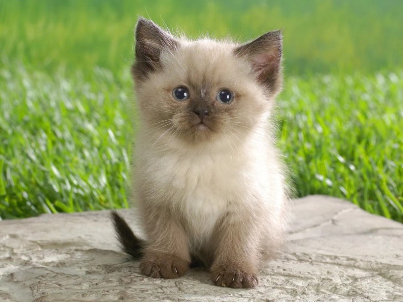 Create meme: seals cuties, adorable kittens, cat 
