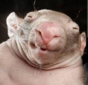 Create meme: wombats, bald rat smiles, the baby wombat
