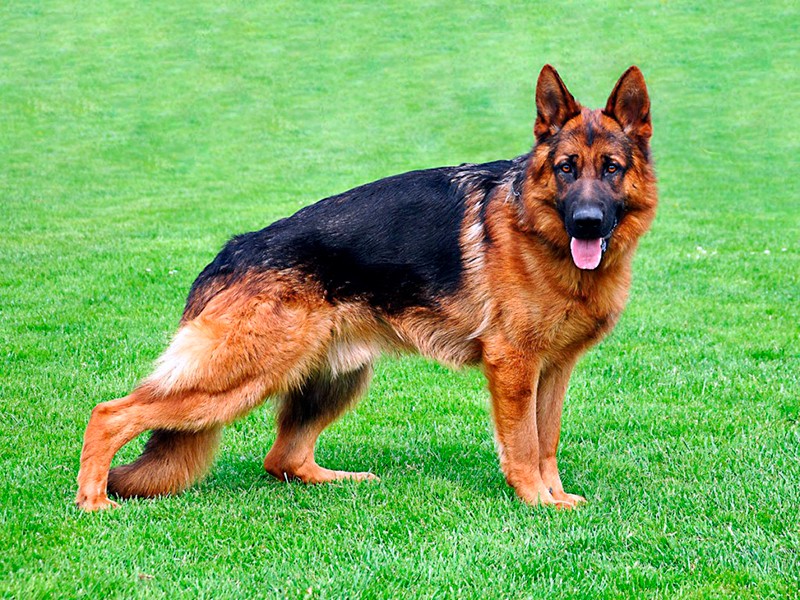 Create meme: dog breeds German shepherd, male german shepherd, German shepherd breed