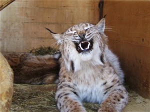 Create meme: snarling lynx, Siberian lynx, home lynx