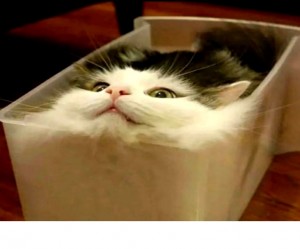 Создать мем: милые котики смешные, смешные коты, жидкий кот