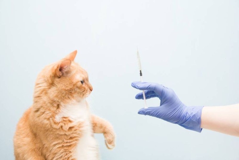 Create meme: rabies vaccination for a cat, rabies vaccination, rabies vaccination
