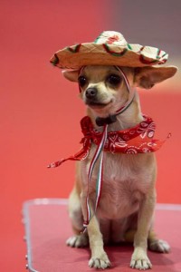 Create meme: Chihuahua funny, Chihuahua, Chihuahua Chihuahua