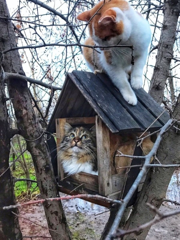 Создать мем: котик в домике, весна коты прилетели, кот зимой в скворечнике