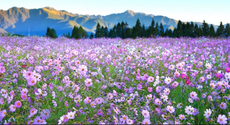 Create meme: flowers in the meadow, blooming field, beautiful meadow with flowers