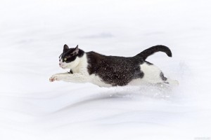 Создать мем: кот, зима кошка, бегущий кот