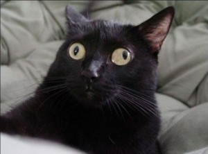 Create meme: Cat, cross-eyed cats, black cat