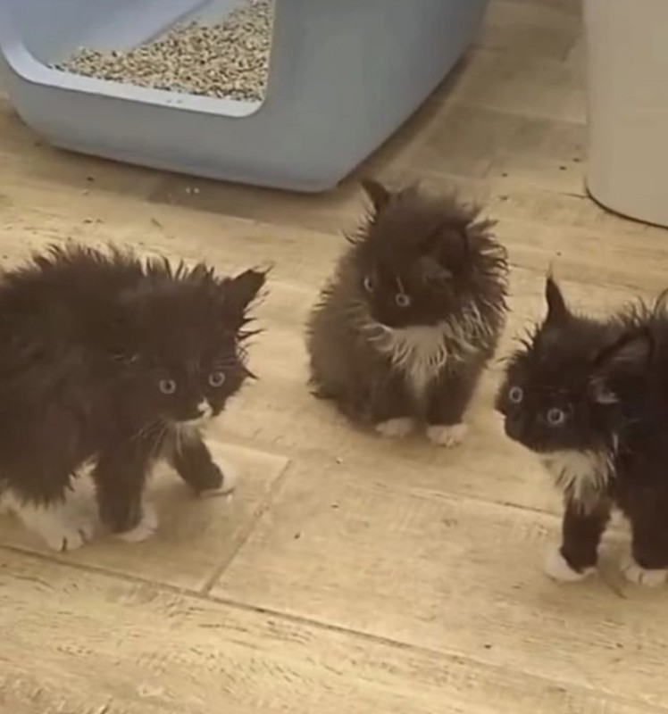 Create meme: cat , fluffy kitten, black fluffy kitten mongrel
