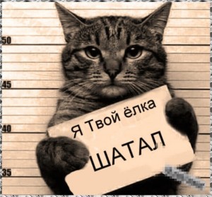 Create meme: cat, a cat with a sign, the cat is the culprit