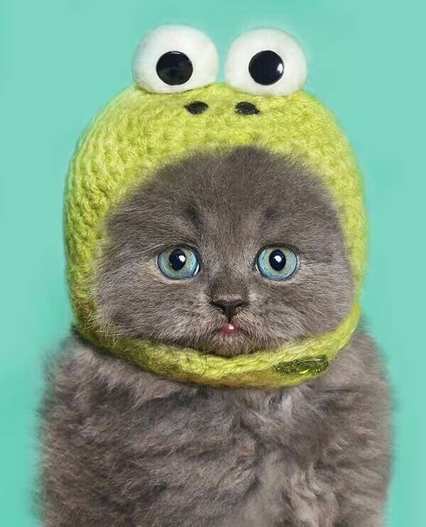 Создать мем: котик в шапочке лягушки, котики смешные, милый котик в шапочке лягушки