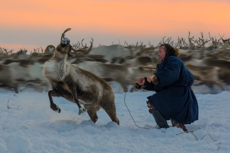 Create meme: reindeer , Yamal tundra Nenets, reindeer of the tundra