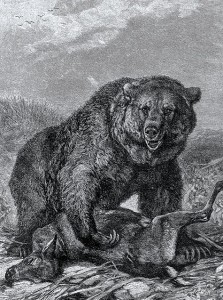 Create meme: engraving animals pictures, bear pattern, lion engraving