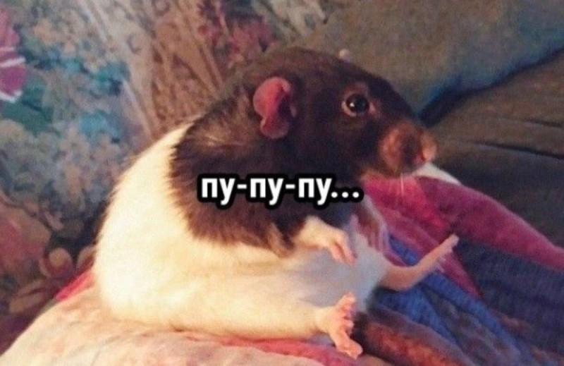 Create meme: a little rat , rat animal, rats home