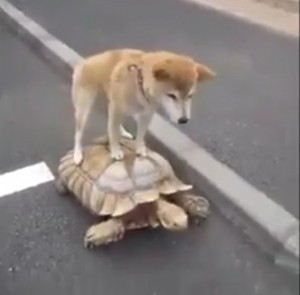 Create meme: animals jokes , the tortoise and the dog GIF, dog riding on turtle