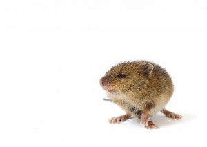 Create meme: Animal, microtus arvalis PNG, mouse large smaller small picture