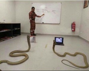 Create meme: python 3, python programming, snek