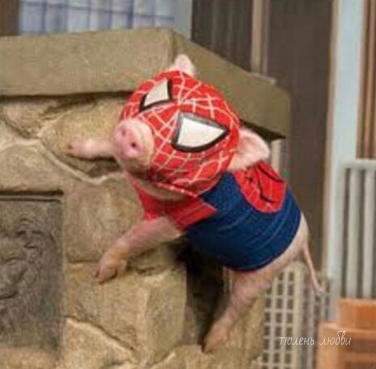 Create meme: Spider-man is a pig, Spider-man pig, spider pig