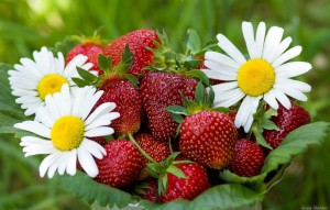 Создать мем: лето ягоды цветы, клубника фруктовая ромашка, лето клубника