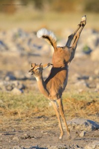 Create meme: African antelope