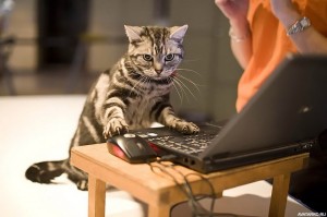 Создать мем: смешные кошки, котенок за компьютером, коты за компьютером