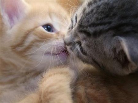 Создать мем: целующий котик, котики обнимаются, поцелуй котят