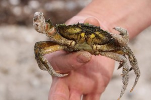 Create meme: sea crab, crustaceans, crab