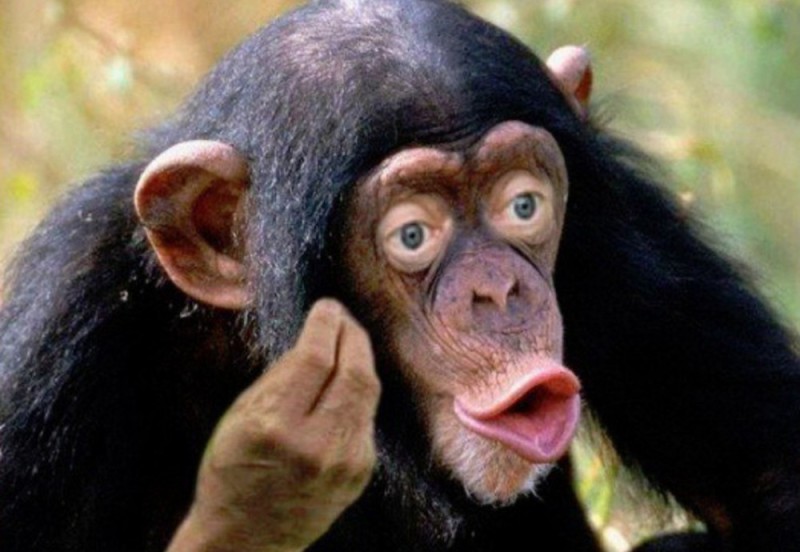 Create meme: male chimpanzees, chimp lips, monkey with lips