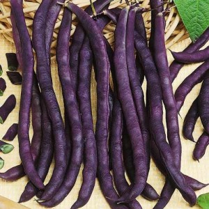 Create meme: beans purple Queen, amethyst beans, vegetable bean purple Queen