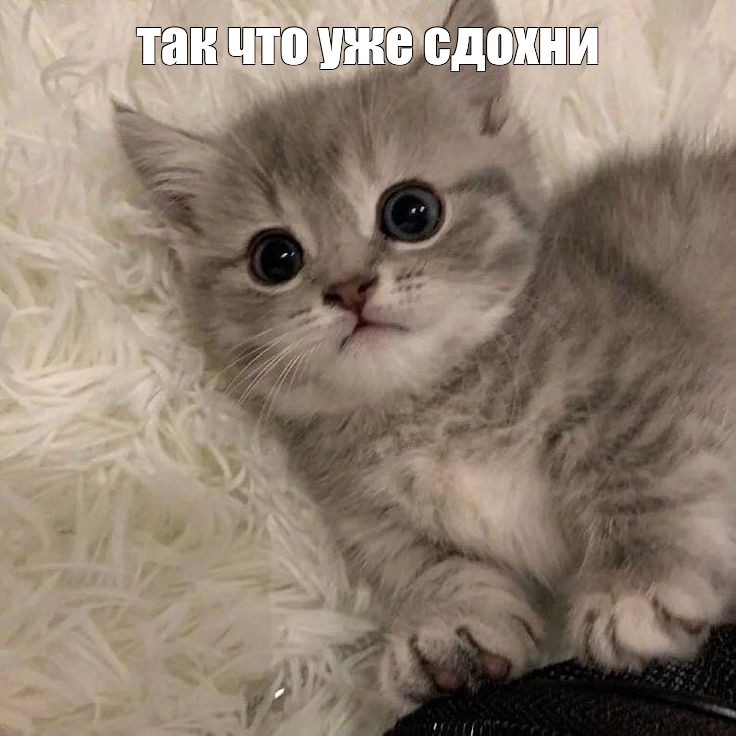 Create meme: kitty , cat whiskas, cute cats 