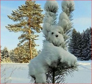 Создать мем: зимние веселые, белый медведь в шубе, зимнее чудо