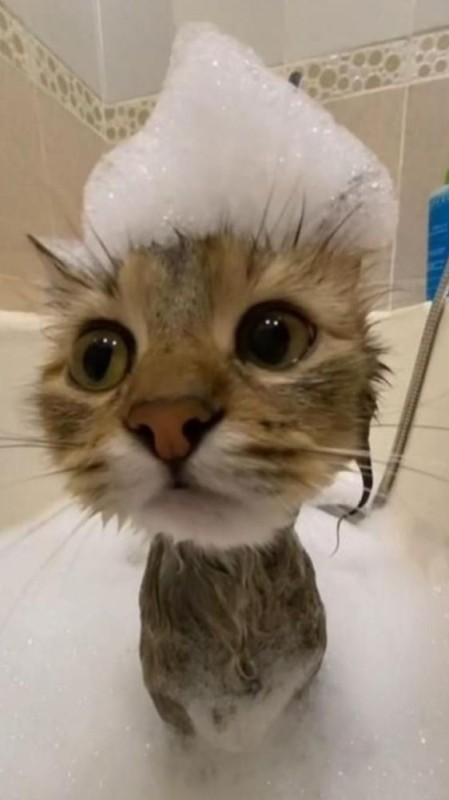 Создать мем: сумасшедшая кошка, милые котики смешные, мокрый котенок