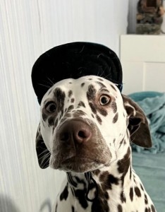 Create meme: Dalmatians, Dalmatian