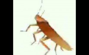 Create meme: dancing cockroach meme gif, dancing roach, dancing roach autotune