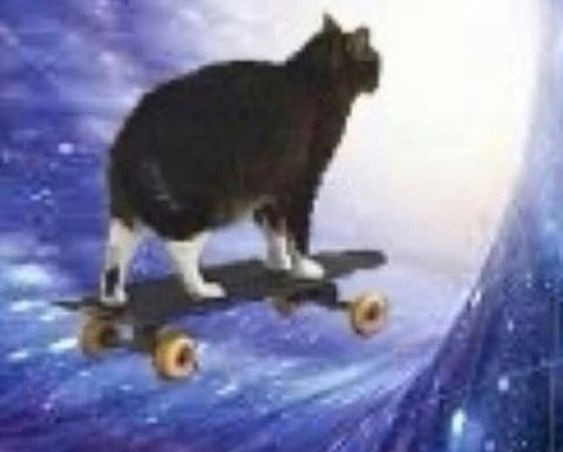 Создать мем: кошка, кот на скейтборде, кот