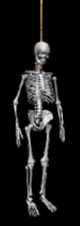 Создать мем: скелет человеческий, скелет кости человека, skeleton