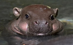 Create meme: pygmy Hippo, Hippo, Hippo