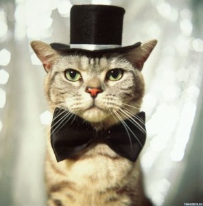 Create meme: cat gentleman