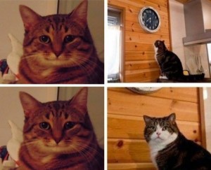 Create meme: cat meme, and watch cat meme, meme with a cat and a clock