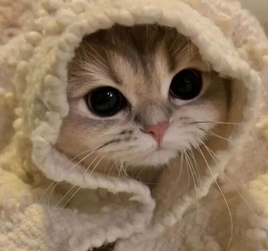 Create meme: cat in the hat, cute kittens, cute animals