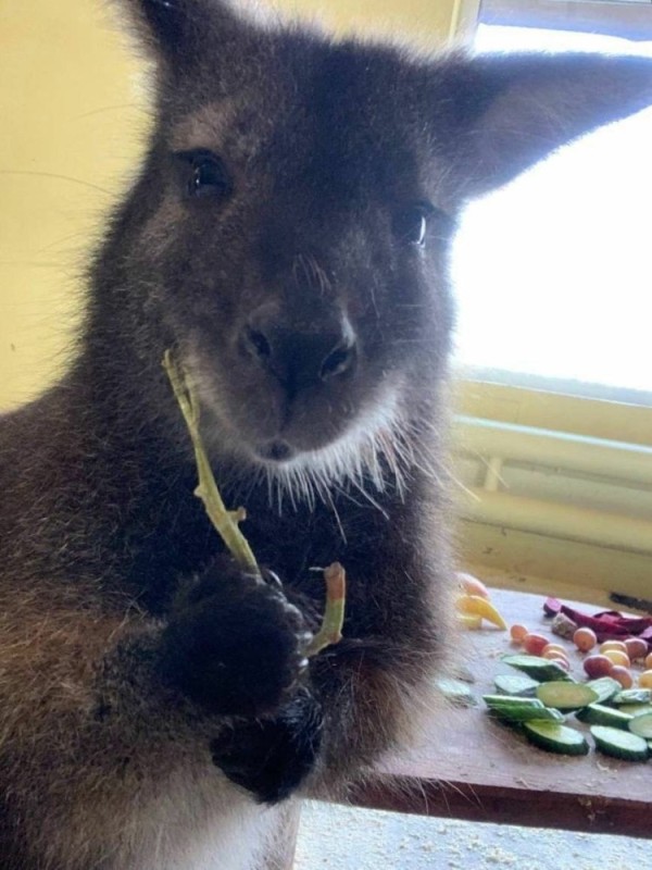 Create meme: domestic kangaroo, kangaroo , little kangaroo