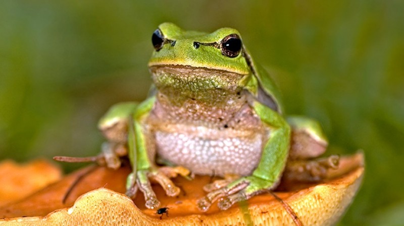 Create meme: photos of frogs, beautiful frogs, frog 