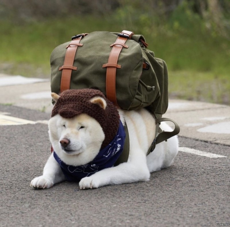 Создать мем: песик, собака, кот с рюкзаком на спине