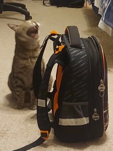 Создать мем: кот, рюкзак переноска для собак, рюкзак переноска moew для животных
