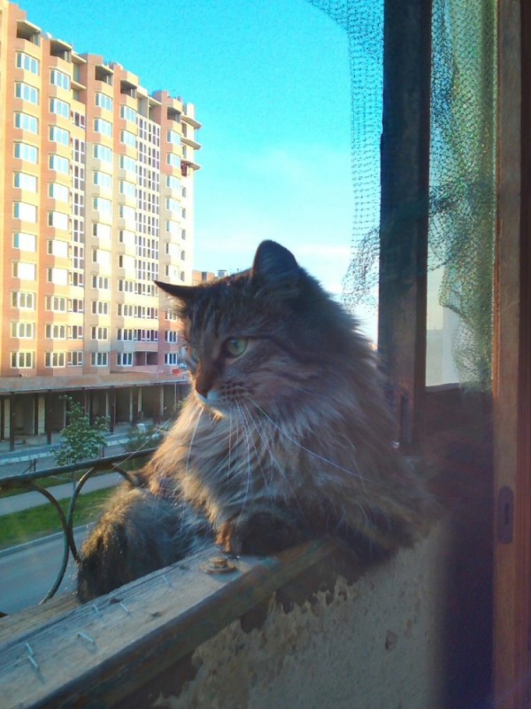 Создать мем: кот на балконе, кошка на окошке, кошка на окне