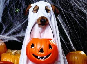 Создать мем: милый белый песик в костюме для хэллоуина, хэллоуин хэллоуин, образ собаки на хэллоуин