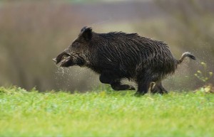 Create meme: boar, wild boar