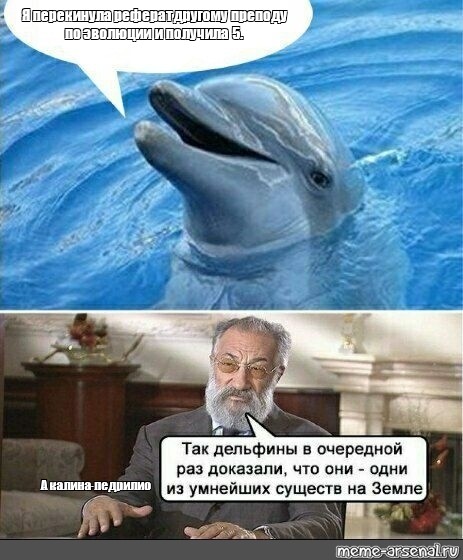 Реферат Про Дельфинов