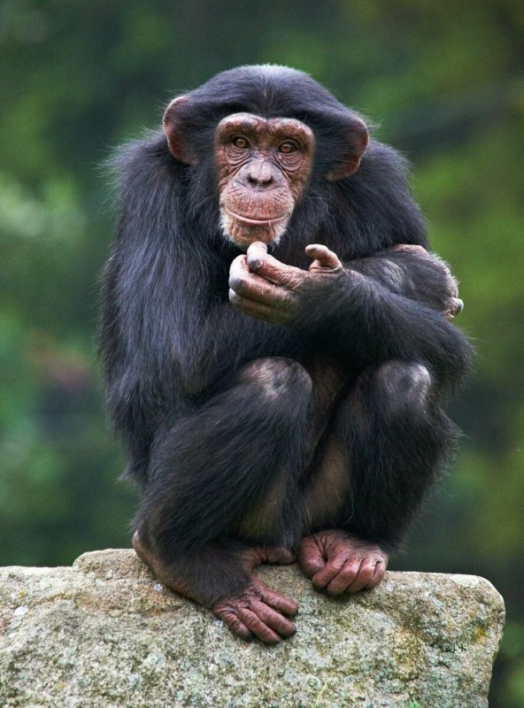 Создать мем: шимпанзе нгого, бонобо шимпанзе, обыкновенный шимпанзе