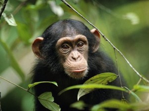 Create meme: animals, ape, bonobo