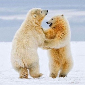 Создать мем: белый медведь танцует, белый медведь детеныши, белый медведь вертикальный